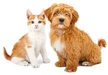Our Services Cat Dog