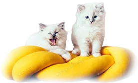Home Service Cats