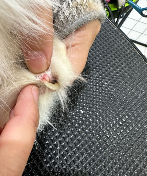 The-Importance-of-Simple-Nail-Trimming-You-May-Not-Be-Aware-Of.jpg