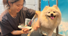 The Pets Workshop - Lim Wei Feng