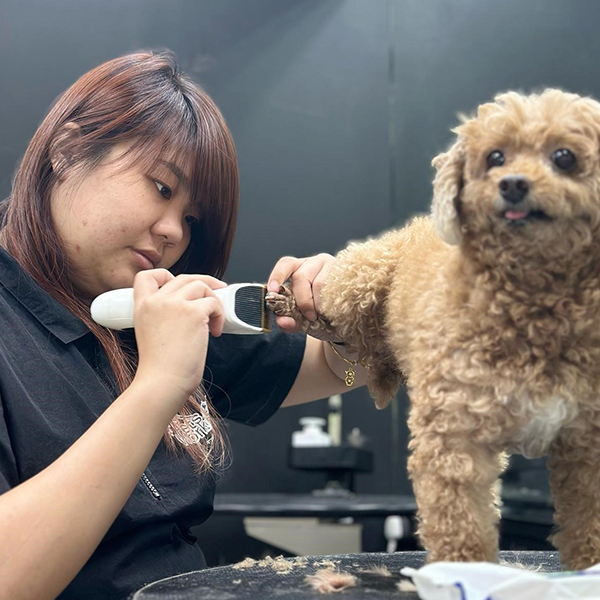 The Pets Workshop - Cherry Tan