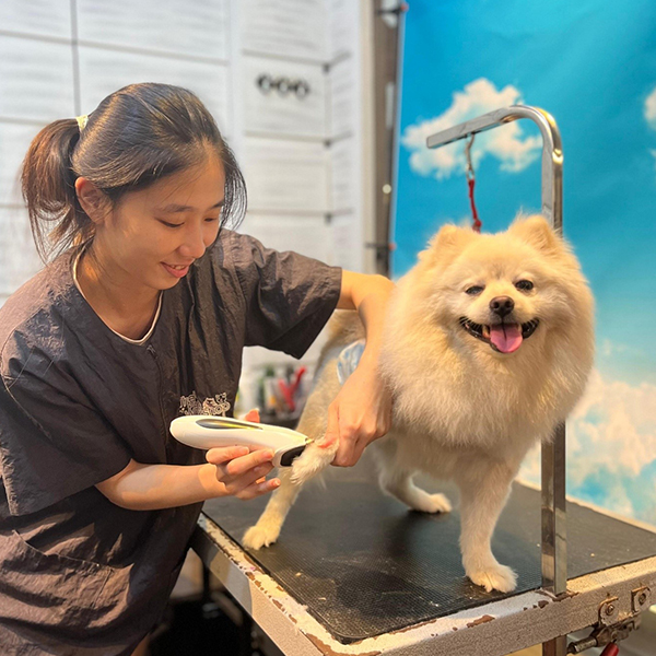 The Pets Workshop - Lim Wei Feng