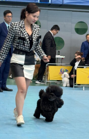 Taiwan Dog Handling Competition Two